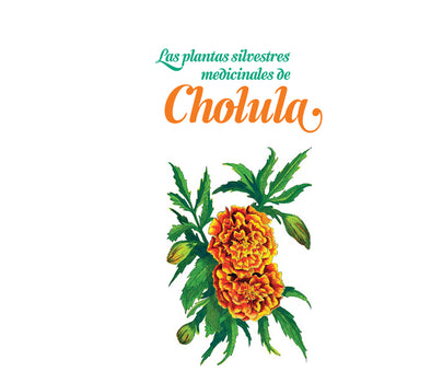 Las plantas silvestres medicinales de Cholula